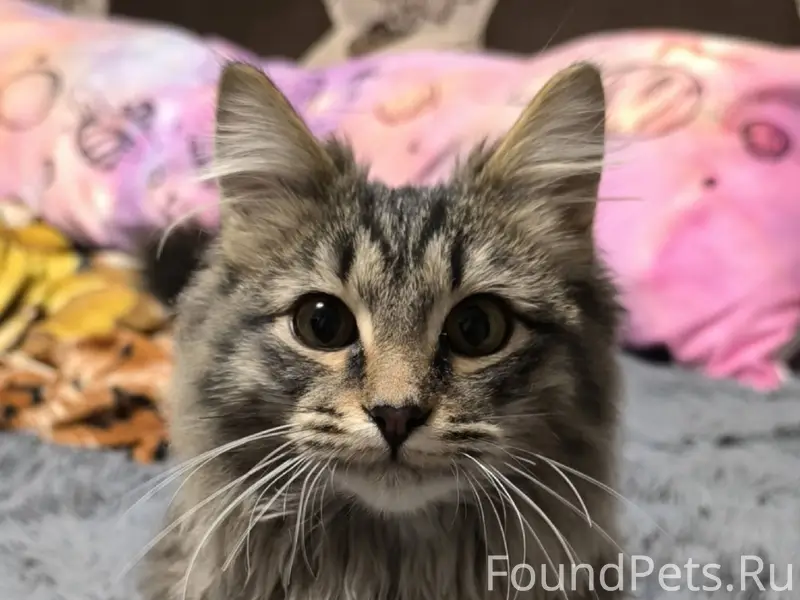 Найден котенок, мальчик. Подбр...