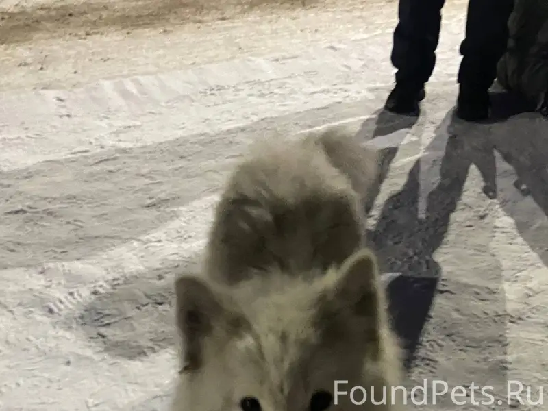 Найдена собака, похоже чья-то....