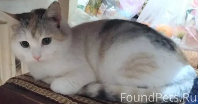 В с. Шимкусы пропала кошка. Уш...