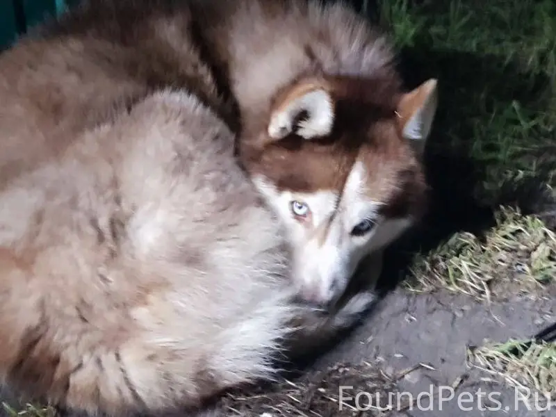 В Старочеркаске увидели вот та...
