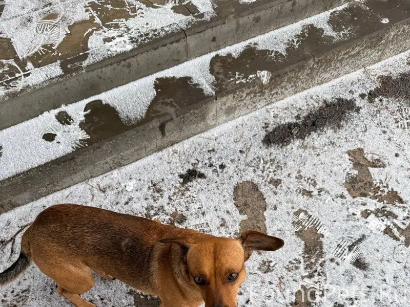 Пропал пес, отзывается на клич...