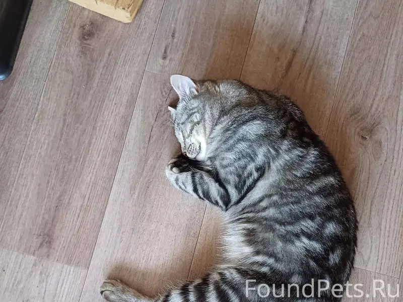 Пропал кот! Огромная просьба с...