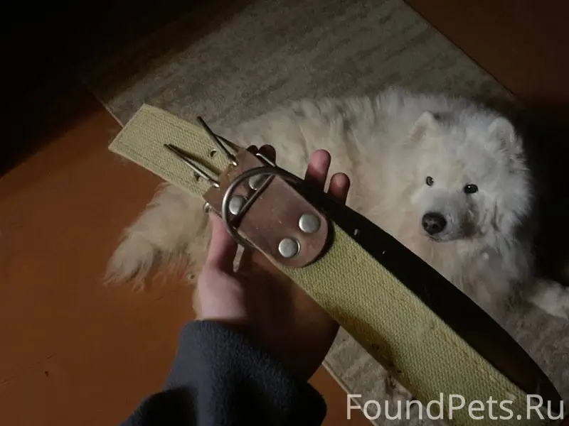 Найдена собака, девочка, пород...