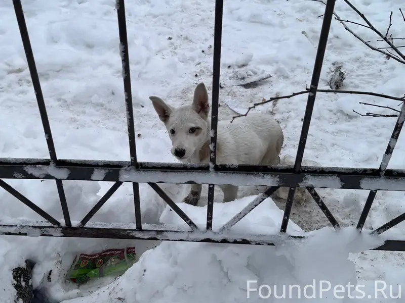 Хозяин найдись🙏🏻 надеюсь, что ...
