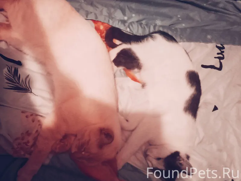 ПРОПАЛ КОТ ЗОВУТ БЕЛЯШ , ПОТЕР...