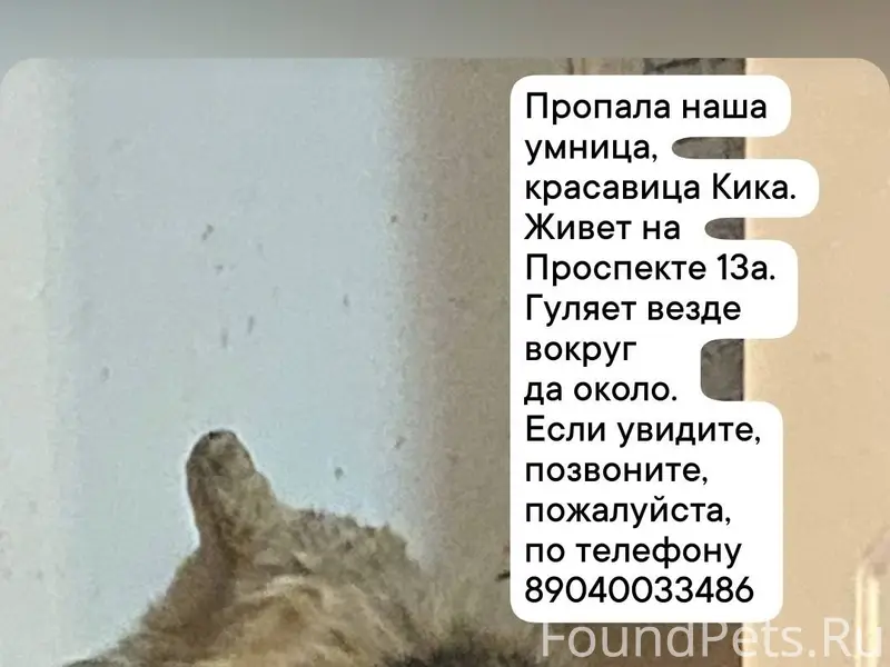 Прошу помощи🙏 пропала. Кошка п...
