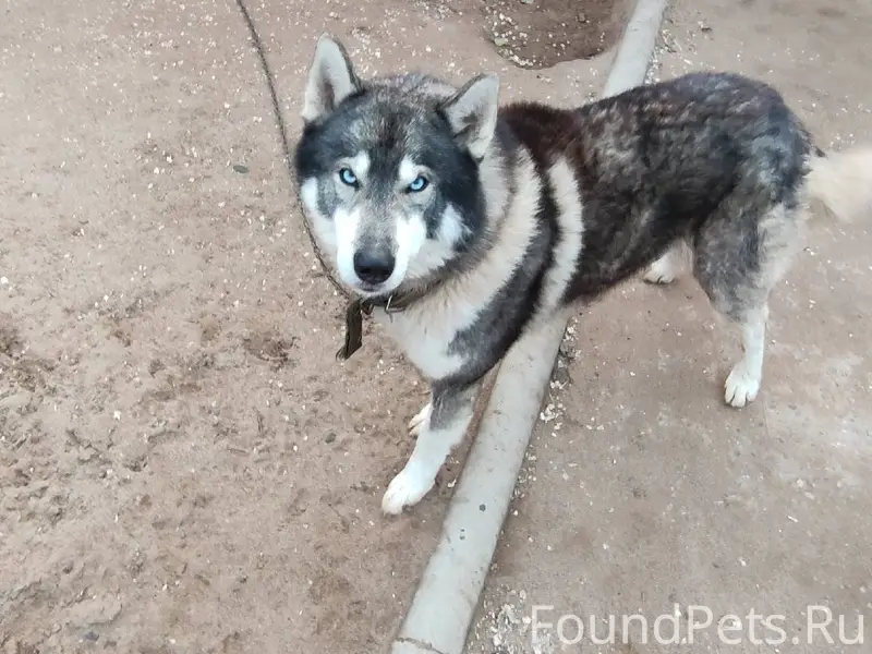 Пропал пёс Кличка Хас . О любо...