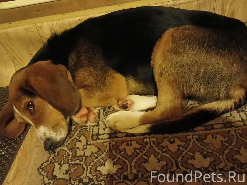 Найдена охотничья собака. Обра...