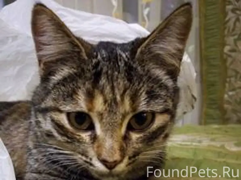Пропала кошка возраст 3 года, ...