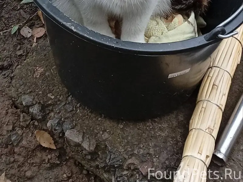 Срочный репост!!!! Пропала кош...