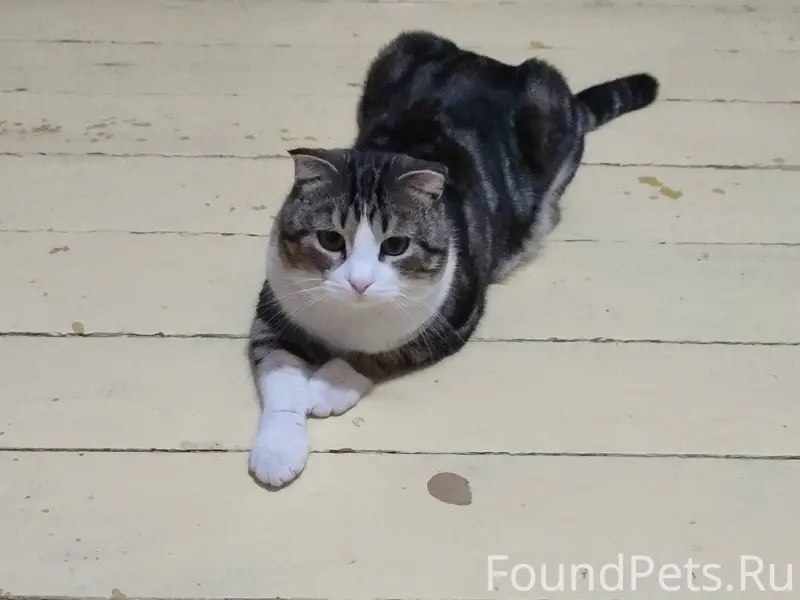 Пропал кот по кличке Семён в.....