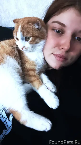 Пропал кот по кличке ржавый, о...