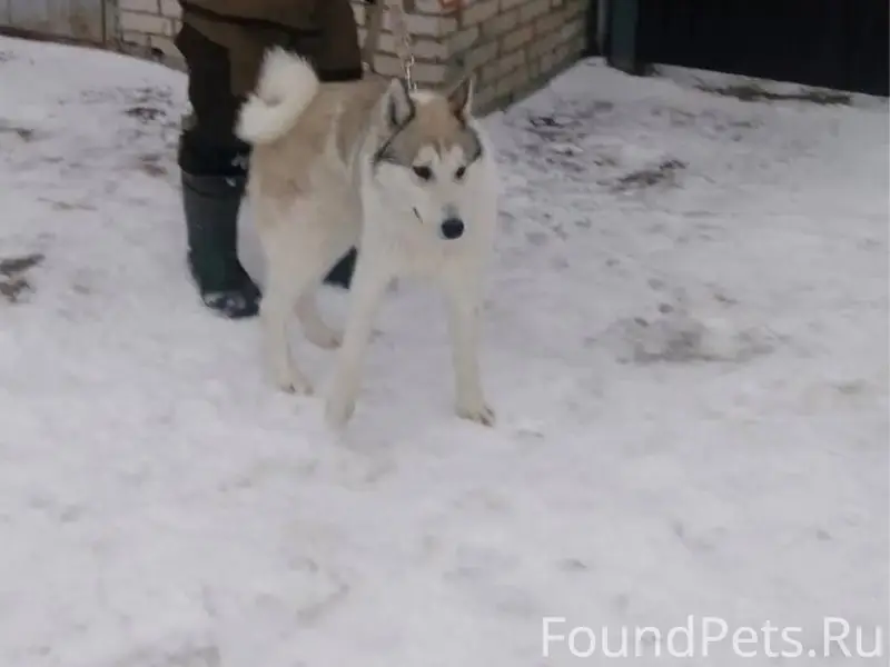 ❗хозяин отзовись❗ Ваша собака ...