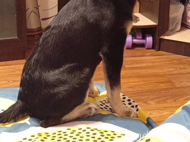 Найден щенок! К ветеринару сво...