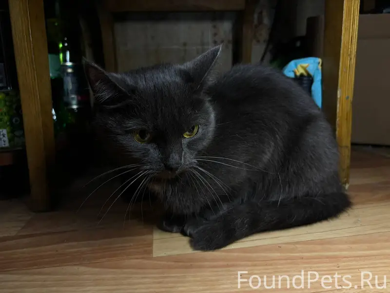 ‼️НАЙДЕНА КОШКА‼️ Найдена дома...