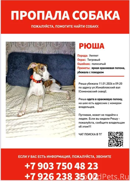 SOS !! Потерялся щенок уиппета...