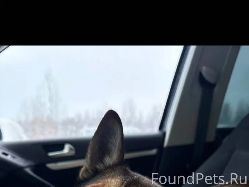 Найдена собака Пол вроде мальч...