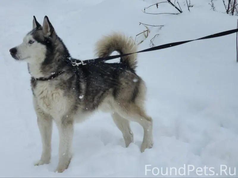 Жуковский! Найден кобель хаски