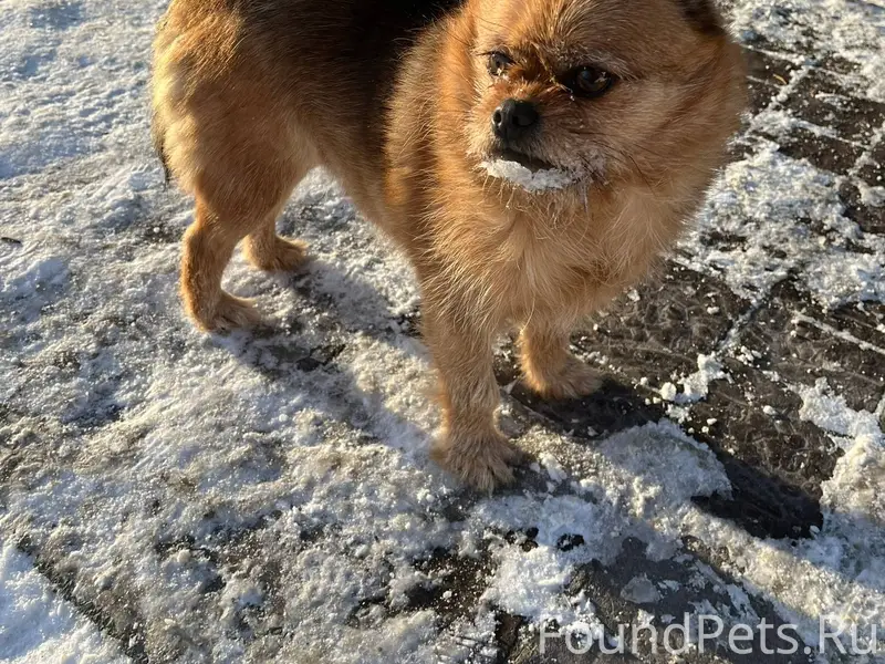 Собака бегает возле альт кафе ...