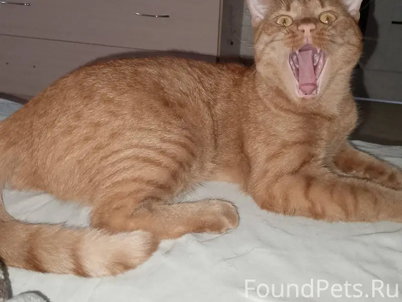 Пропал кот в 7 Мкр-н...