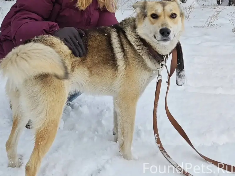 Пропала собака в Новоенисейске...
