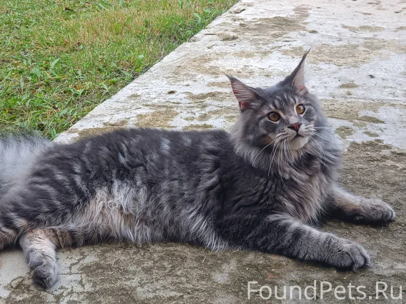 Пропал кот в районе Пожариха. ...