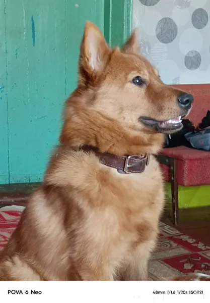 Потерялась собака (Карело-Финс...