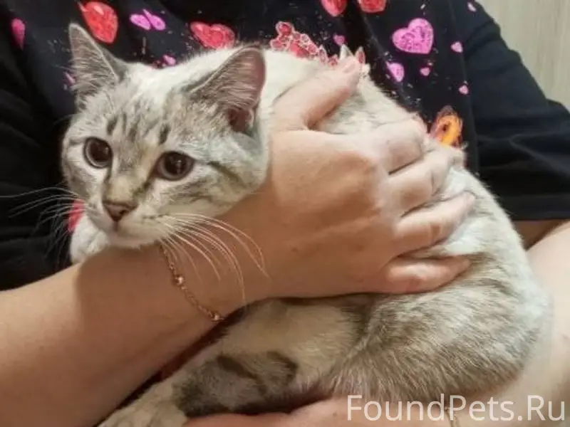 Найдена кошка в подъезде 7-14....