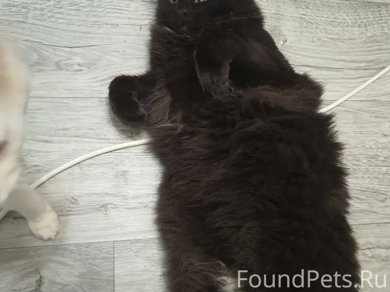 ПРОПАЛ КОТ! Красноармейский ра...