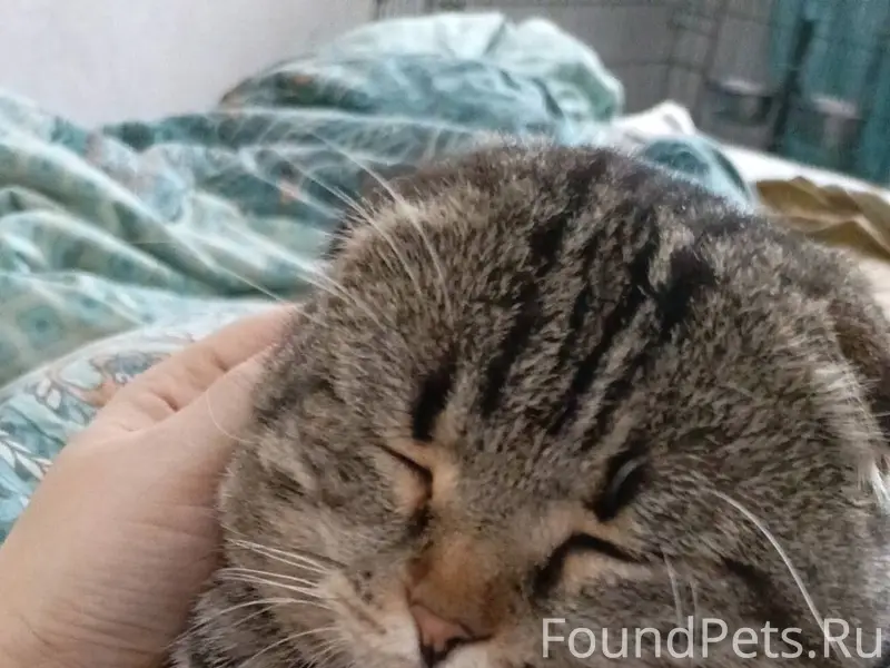 Пропали кот и кошка. Их нет...