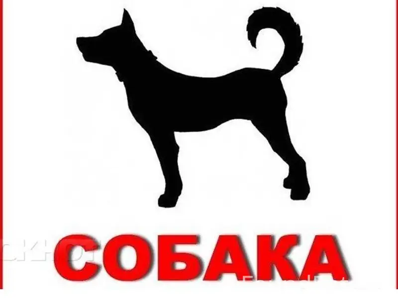 Пропал пёс Бим. Может находить...