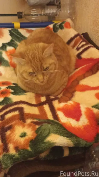 Пропал кот в центра города ул....