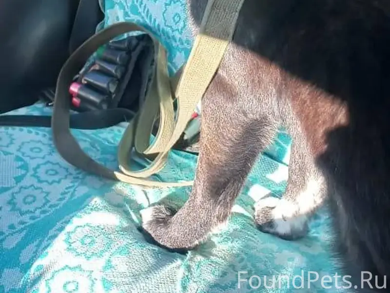 Пропала собака породы лайка, в...