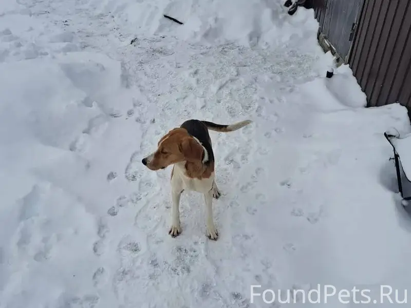 ⚡❗Чья потеряшка?❗⚡ 📍Разумное🏡 ...