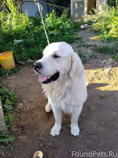 Убежал пёс в районе Углича, ес...