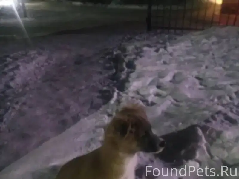 Найдена собака, район ост. МЖК...