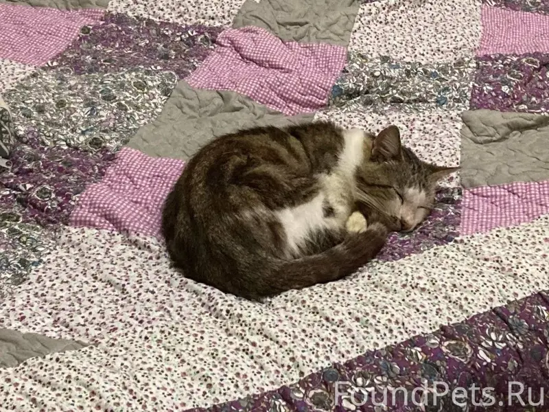 Пропал КОТ, старенький, почти ...