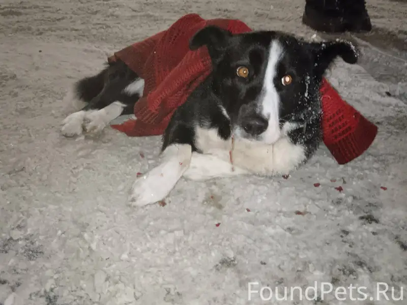 Вчера 11.01.2026 в посёлке...