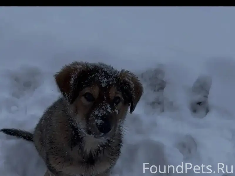 Потерялся щенок, просьба нашед...