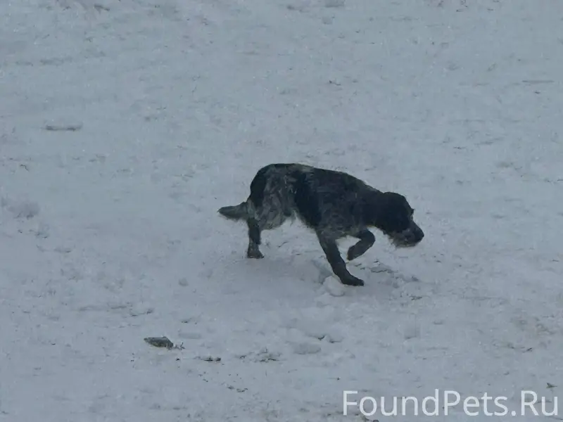 Бегает собака, явно убежала, П...