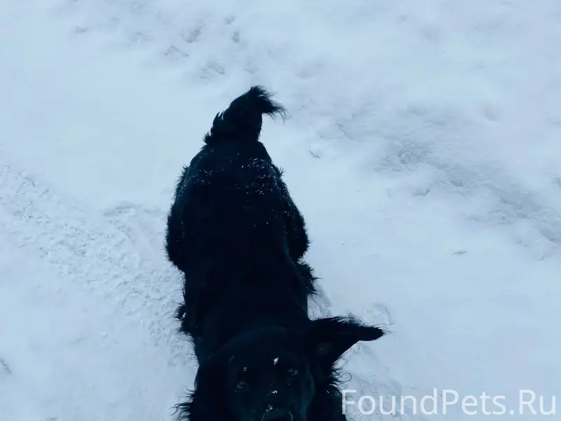 Добрый день! Ищем спаниеля, ма...