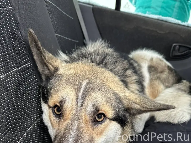 Здравствуйте, найден пес в род...