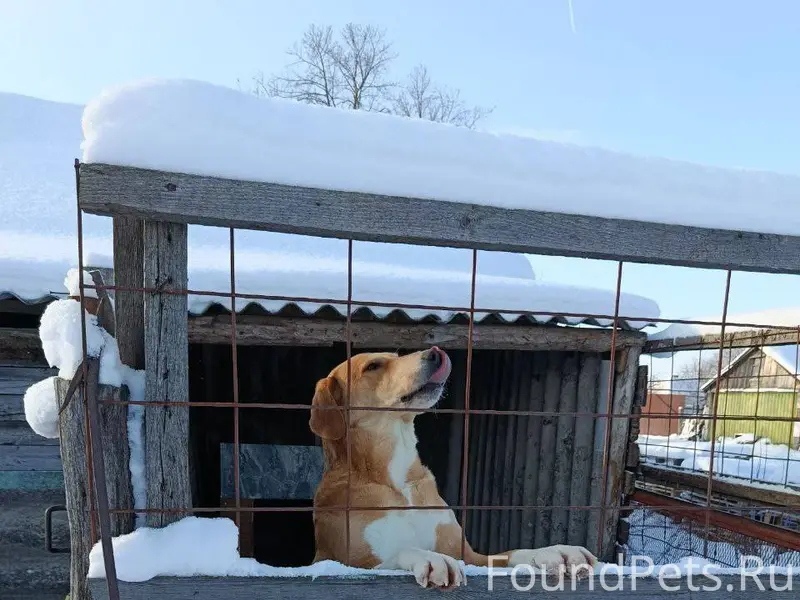 Потерялась собака (Русская гон...