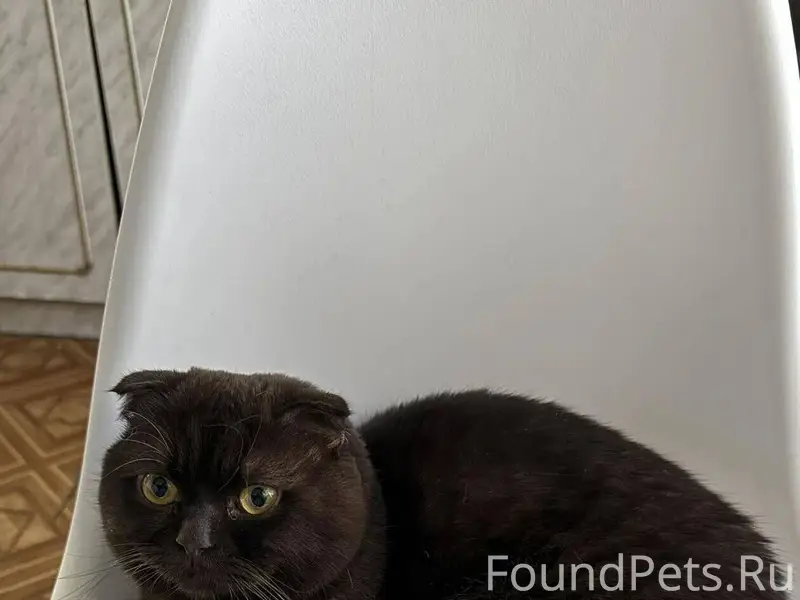 Вешенская, пропал кот, возраст...