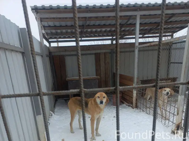 Пропала охотничья собака, кобе...