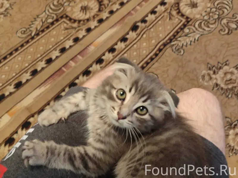 Добрый день, пропал котенок, п...