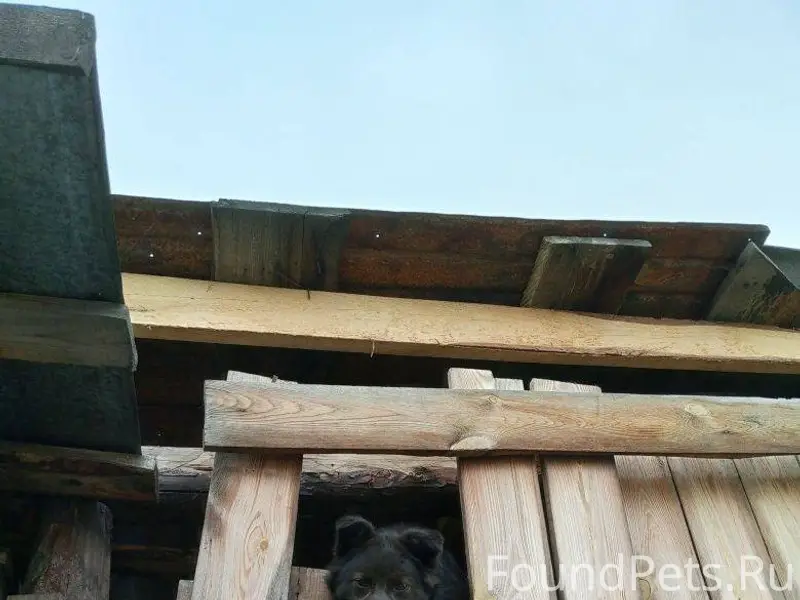 #потерялось_животное_Шадринск ...