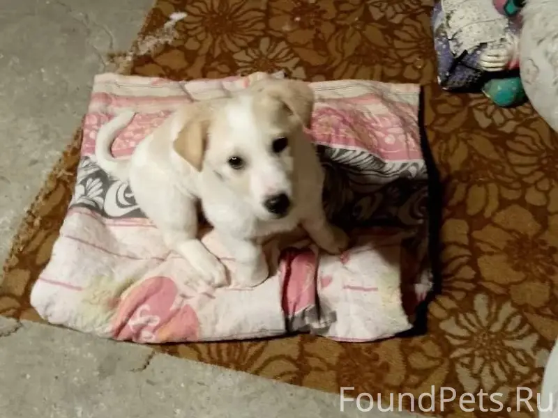 Сегодня 12.01 утром найден щен...