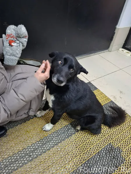 Собака кобель, очень контактны...