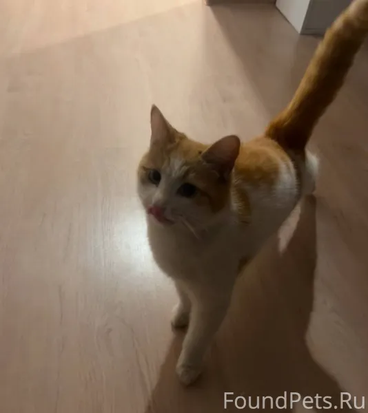 С утра обнаружена кошка в подъ...